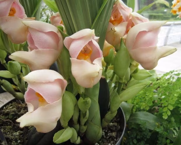 Anguloa Uniflora còn được gọi bằng một cái tên thú vị khác là hoa lan hình chiếc nôi em bé.