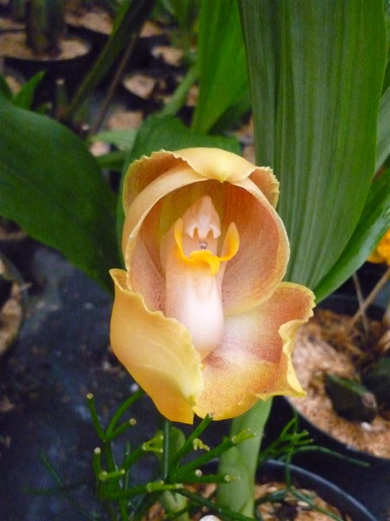 Trước khi nở trọn, cánh hoa xếp chồng giống hoa tulip nên cũng được gọi là hoa lan tulip.