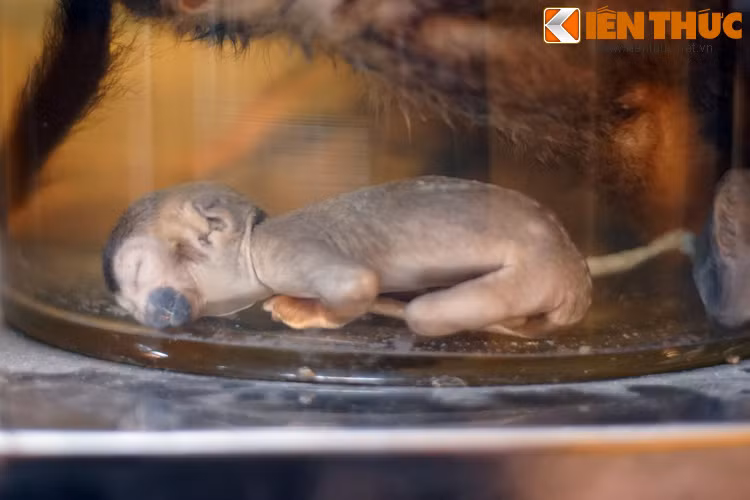 Mẫu bào thai khỉ sóc ngâm formol. Đây là một loài động vật nhập ngoại được nuôi tại Thảo Cầm Viên.