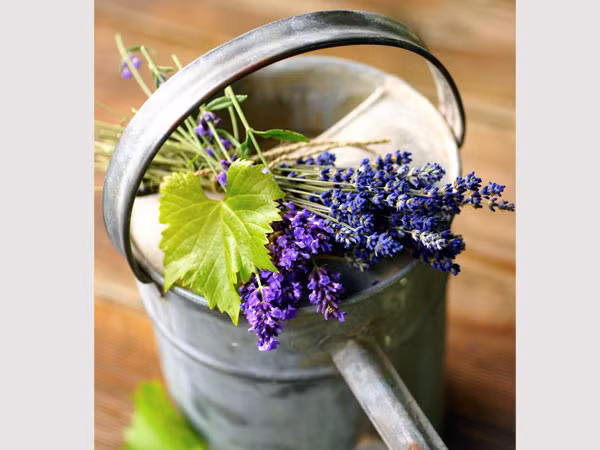 Lavender. Loại thảo mộc này có thể giúp làm giảm stress, căng thẳng. Trong khi đó, căng thẳng thường liên quan đến chứng cao huyết áp, vì vậy hoa oải hương được xem là dược liệu tuyệt vời giúp ngừa cao huyết áp.