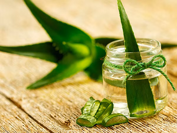 Lô hội. Bạn có thể dùng gel lô hội bôi vào phần răng ê buốt để đối phó với triệu chứng khó chịu này.