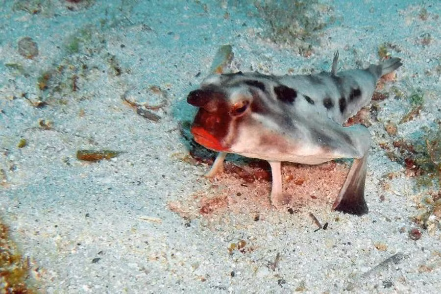 Cá dơi môi đỏ có tên khoa học là Ogcocephalus darwini. Giống như tên gọi, loài cá này có đôi môi đỏ vô cùng quyễn rũ, thân hình thì hình phẳng, dẹt và đôi vây giang rộng như cánh dơi.