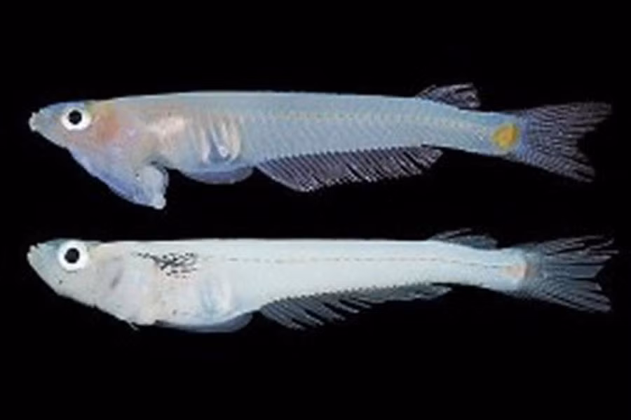 P. cuulong thuộc nhóm Priapiumfish - loài cá sống ở khu vực châu Á (đặc biệt là Đông Nam Á), có cơ quan sinh dục nằm dưới cằm, ngay phía sau miệng, được đặt theo tên vị thần sinh sản của Hy Lạp cổ đại, Priapus.