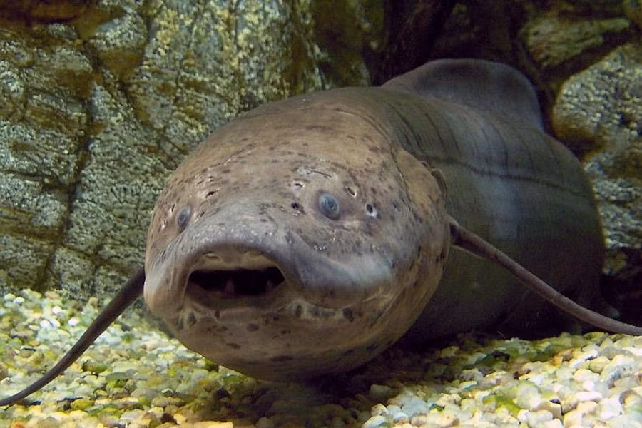 Cá phổi (tên tiếng Anh là Lungfish) cũng là một trong số những loài cá kỳ lạ nhất thế giới. Loài này tìm thấy chủ yếu ở châu Phi, Nam Mỹ và Australia.