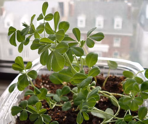Hạt methi là một nguồn cung cấp chất xơ phong phú, có tính kháng khuẩn cao, chữa lành những vết thương viêm nhiễm trong dạ dày, giải quyết những vấn đề tiêu hóa. Chất xơ trong trong hạt Methi sẽ đào thải chất độc có trong có thể sau khi được tiêu hóa ở đường ruột. Vì thế, sử dụng hạt Methi sẽ giúp hệ tiêu hóa của bạn khỏe mạnh hơn và không gặp vấn đề rắc rối nào. Sự dụng hạt Methi trong các món ăn, rắc lên bề mặt để tăng hương vị. Ảnh: Cây Methi.