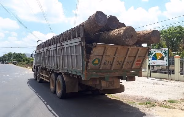 Xe gỗ lậu của Phượng "râu" bị Bộ Công an bắt giữ tại huyện Cư Jút (Đắk Nông) Xe gỗ lậu của Phượng "râu" bị Bộ Công an bắt giữ tại huyện Cư Jút (Đắk Nông)