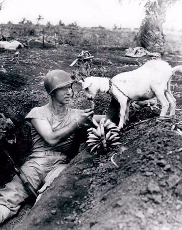 Môt binh sĩ đang cho con dê ăn chuối.