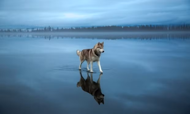 Khung cảnh tuyệt đẹp khi một chú chó Husky dò dẫm bước đi trên mặt nước.