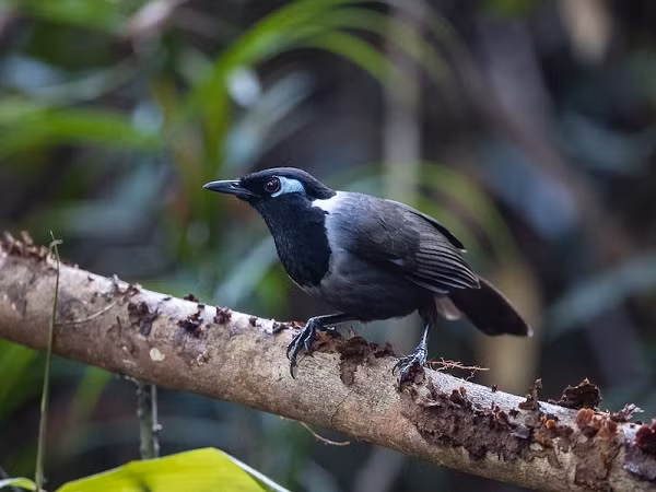 Panji Gusti Akbar thuộc nhóm bảo tồn chim Indonesia, Birdpacker cho biết: “Phát hiện giật gân xác nhận rằng Khướu mày đen đến từ phía đông nam Borneo, chấm dứt sự nhầm lẫn kéo dài hàng thế kỷ về nguồn gốc của nó”.