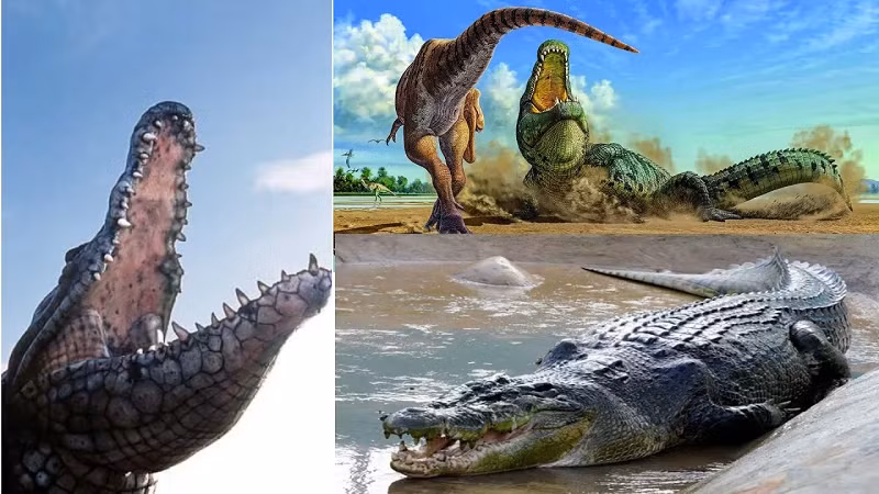 Chúng xuất hiện một cách đột ngột trong dữ liệu hóa thạch với độ phong phú loài khá cao, cho thấy sự đa dạng hóa nhanh chóng của nhánh này trong tầng Toarc, khoảng 183 đến 174 triệu năm trước.