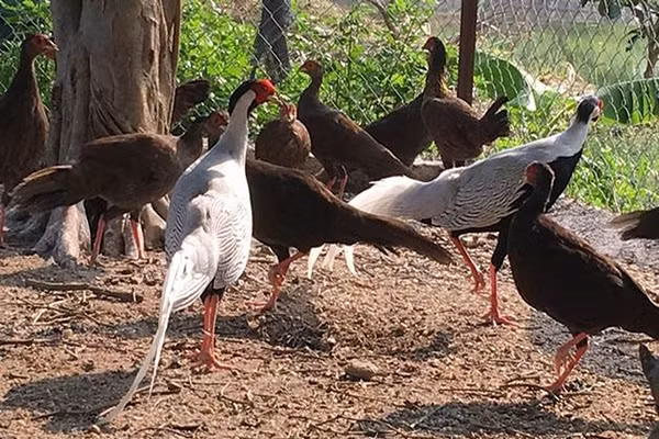 Gà lôi trắng là một loài chim lớn, có chiều dài khoảng 125 cm. Khi còn nhỏ gà trống và gà mái đều mang chung 1 màu lông nâu đen. Khi trưởng thành chim mái giữ nguyên màu lông này (màu lông có thay đổi nhưng không đáng kể).