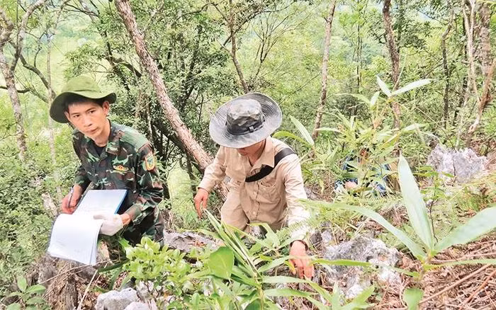 Loài cây Du sam đá vôi đang đứng trước nguy cơ tuyệt chủng rất cao dù đã được đưa vào trồng thử nghiệm. Việc bảo tồn chưa thành công đang đặt ra yêu cầu cấp bách về nghiên cứu khoa học để giữ nguồn gen cây quý hiếm này.