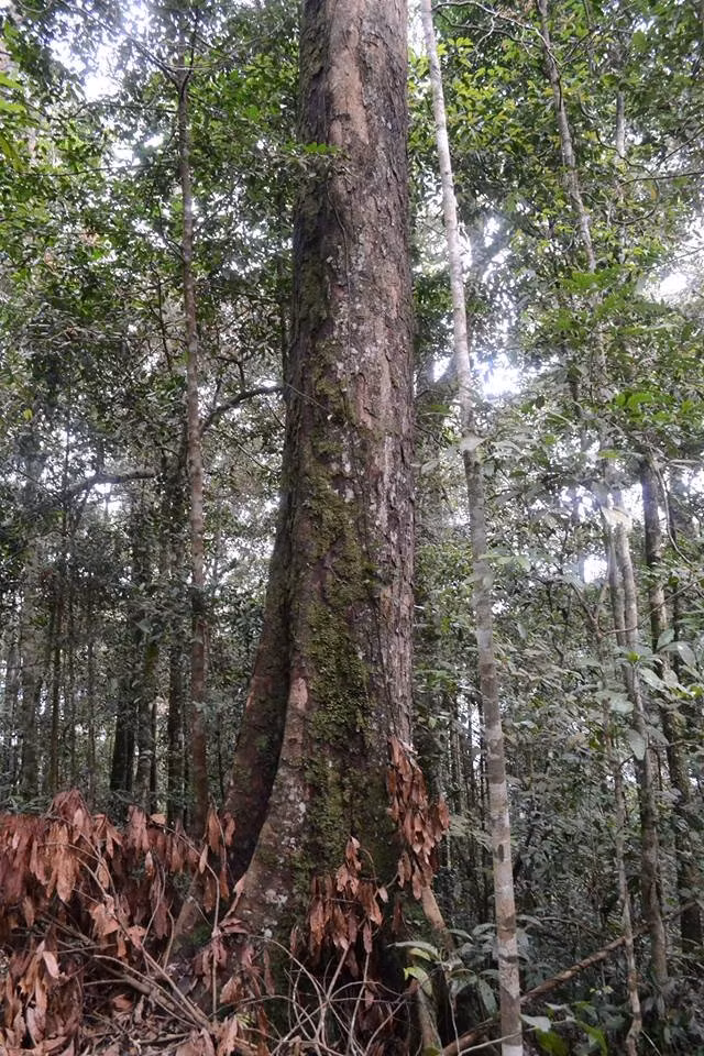 Gỗ du sam trước đó được xếp vào nhóm IA, thuộc nhóm bị đe dọa tuyệt chủng. Tại Nghị định 06/2019/NĐ-CP, gỗ du sam thuộc nhóm IIA trong Danh mục thực vật rừng quý hiếm, hạn chế khai thác vì mục đích thương mại.