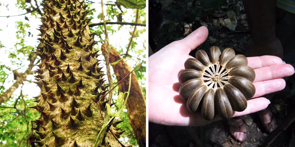 Nhựa cây cũng cực độc, có thể gây phát ban đau đớn và làm mù mắt khi tiếp xúc. (Ảnh: Author Natasha York)