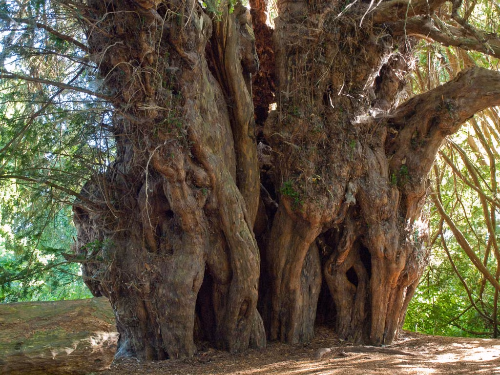 4. Cây thủy tùng châu Âu (Taxus baccata): Tất cả các bộ phận của cây đều chứa taxine, một chất độc có thể gây tử vong chỉ với một nắm lá. (Ảnh: The Gymnosperm Database)
