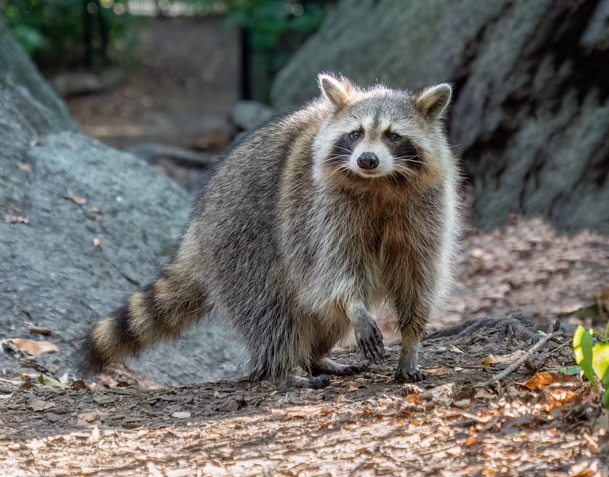 Gấu mèo (Procyon lotor) là loài động vật có vú thuộc họ Procyonidae, có nguồn gốc từ Bắc Mỹ.Chúng có kích thước từ 40–70 cm, nặng 3,5–9 kg, và hoạt động chủ yếu về đêm. (Ảnh: wikipedia)