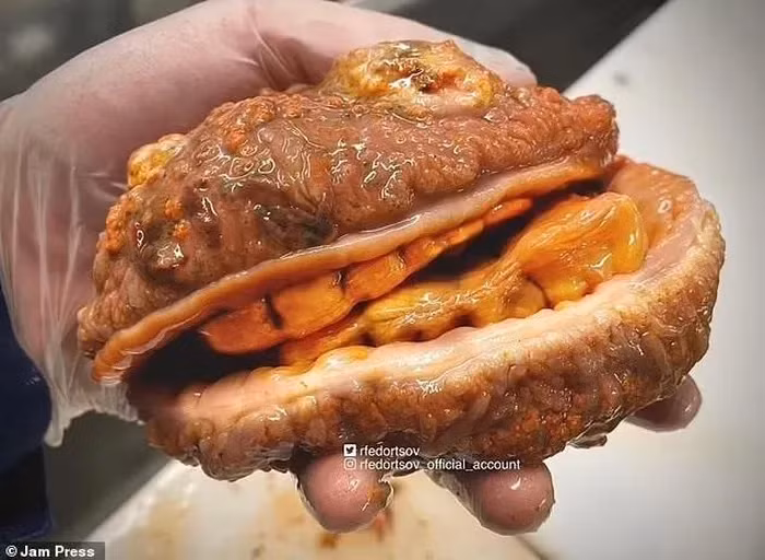 Fedortsov cũng từng bắt được nhiều sinh vật biển độc đáo khác như "Cá cheeseburger": Có vẻ ngoài nhớt nháp, màu cam, được so sánh với bánh kẹp và nhân vật hoạt hình. (Ảnh: Jam Press)