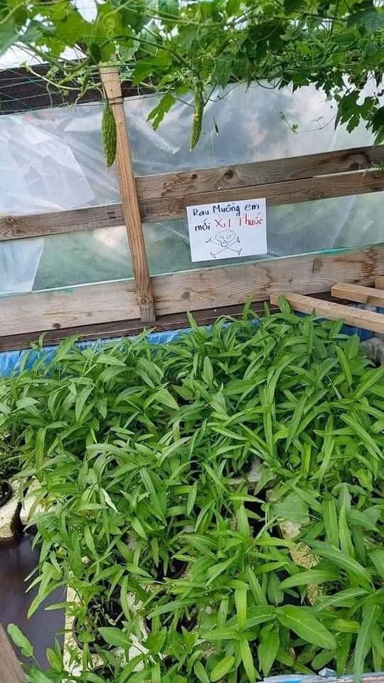 Theo đó, khắp các luống rau nhà anh chủ vườn này đều được treo những tấm biển chống hái trộm cảnh báo được viết bằng tay, đề chữ tiếng Việt to, rõ ràng.