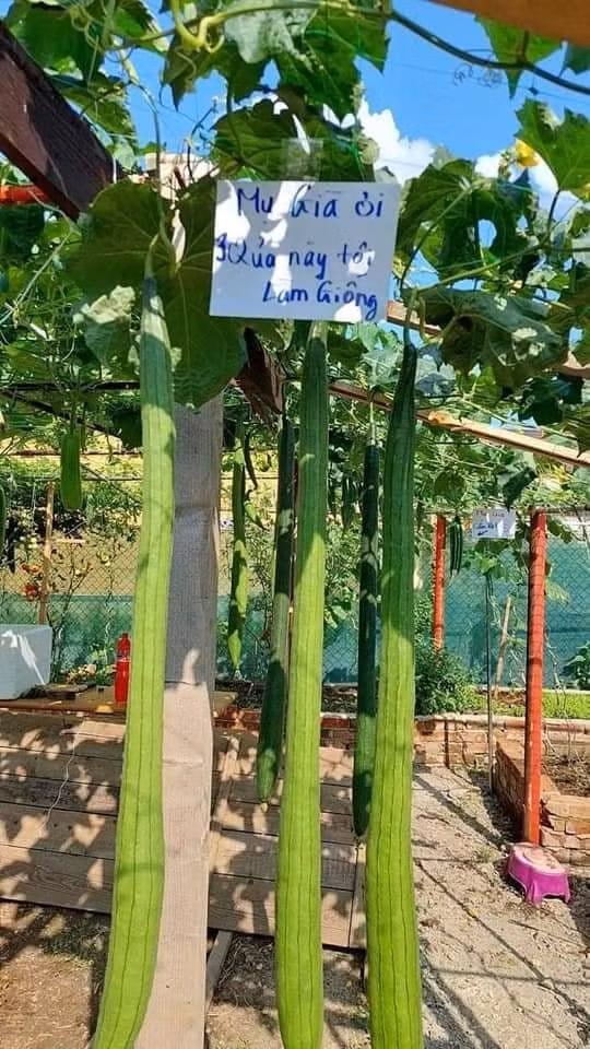 Mới đây, loạt ảnh về biển báo chống hái trộm của một ông bố đảm đã khiến cư dân mạng được phen cười nghiêng ngả.
