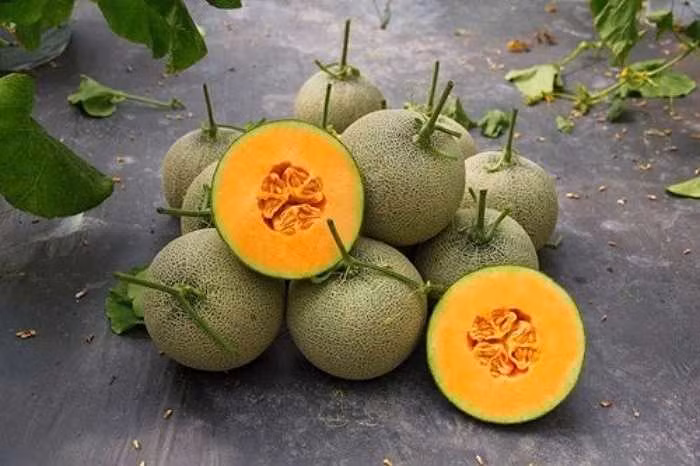 Dưa vàng cũng nằm trong danh sách những loại trái cây mang lại lợi ích cho phổi vì nó chứa nhiều vitamin A - một dưỡng chất có tác dụng tăng cường sức khỏe của phổi. (Nguồn Vtc)