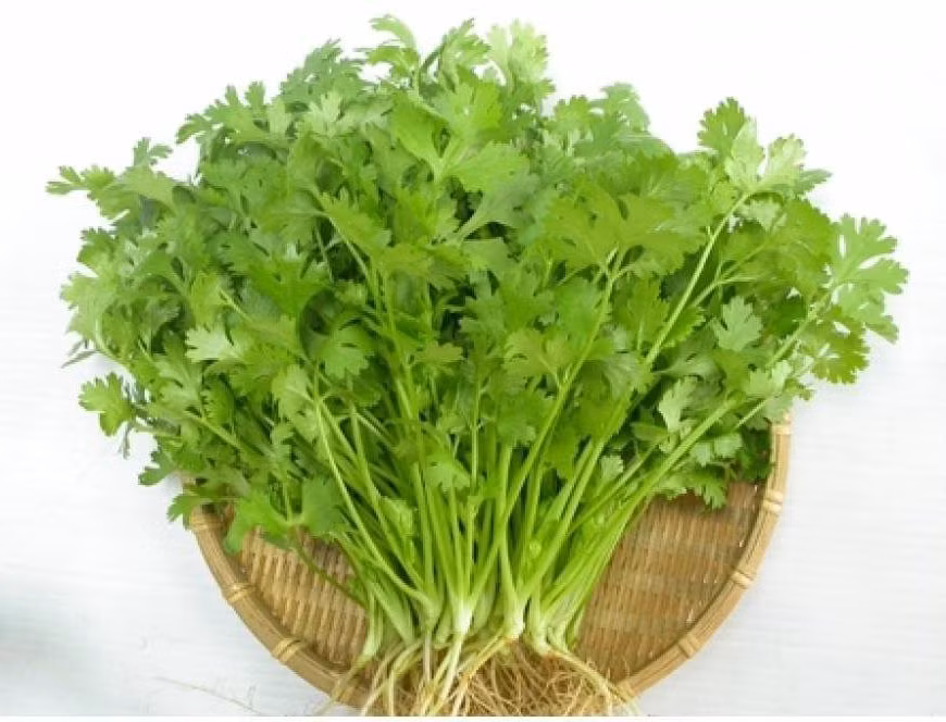  Rau mùi được dùng như một loại gia vị không thể thiếu trong nhiều món ăn của người Việt. Nó vừa là rau ăn sống, vừa là gia vị tăng hương liệu cho các món canh, các món xào. Ảnh: Dieutribenhtri.