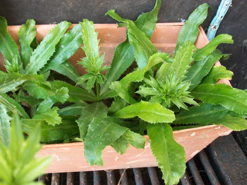 Những người bị hôi miệng do vấn đề tiêu hóa hoặc dạ dày có thể sử dụng mùi tàu sắc đặc lấy nước, thêm muối để súc miệng và họng nhiều lần trong ngày. (Nguồn Baomoi)