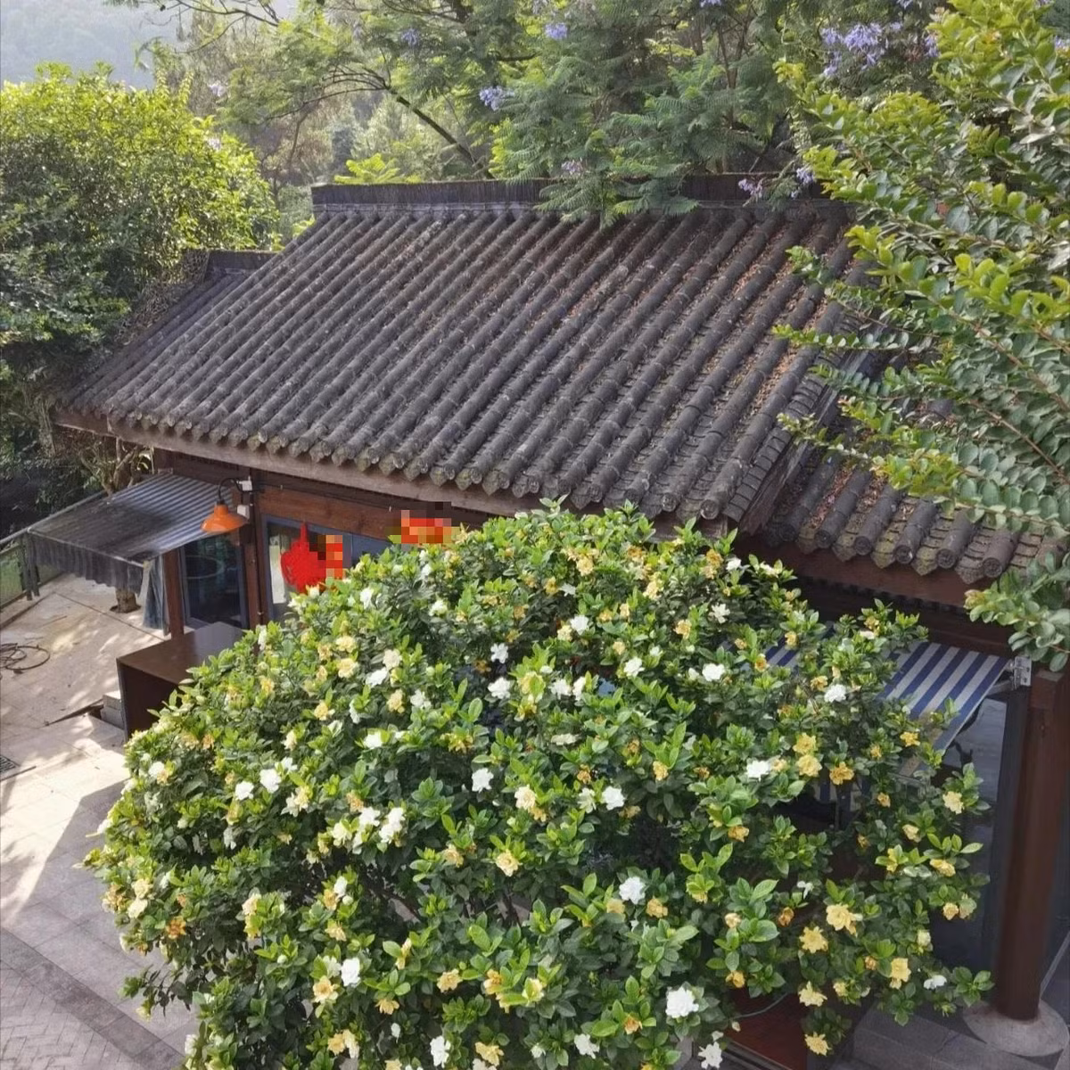 Theo quan niệm, hoa dành dành đem đến nhiều điều may mắn, tốt đẹp, có thể giúp gia chủ xoay chuyển vận mệnh, bỏ hết những điều không tốt, xui xẻo để đón những tốt lành, thu hút tài lộc.