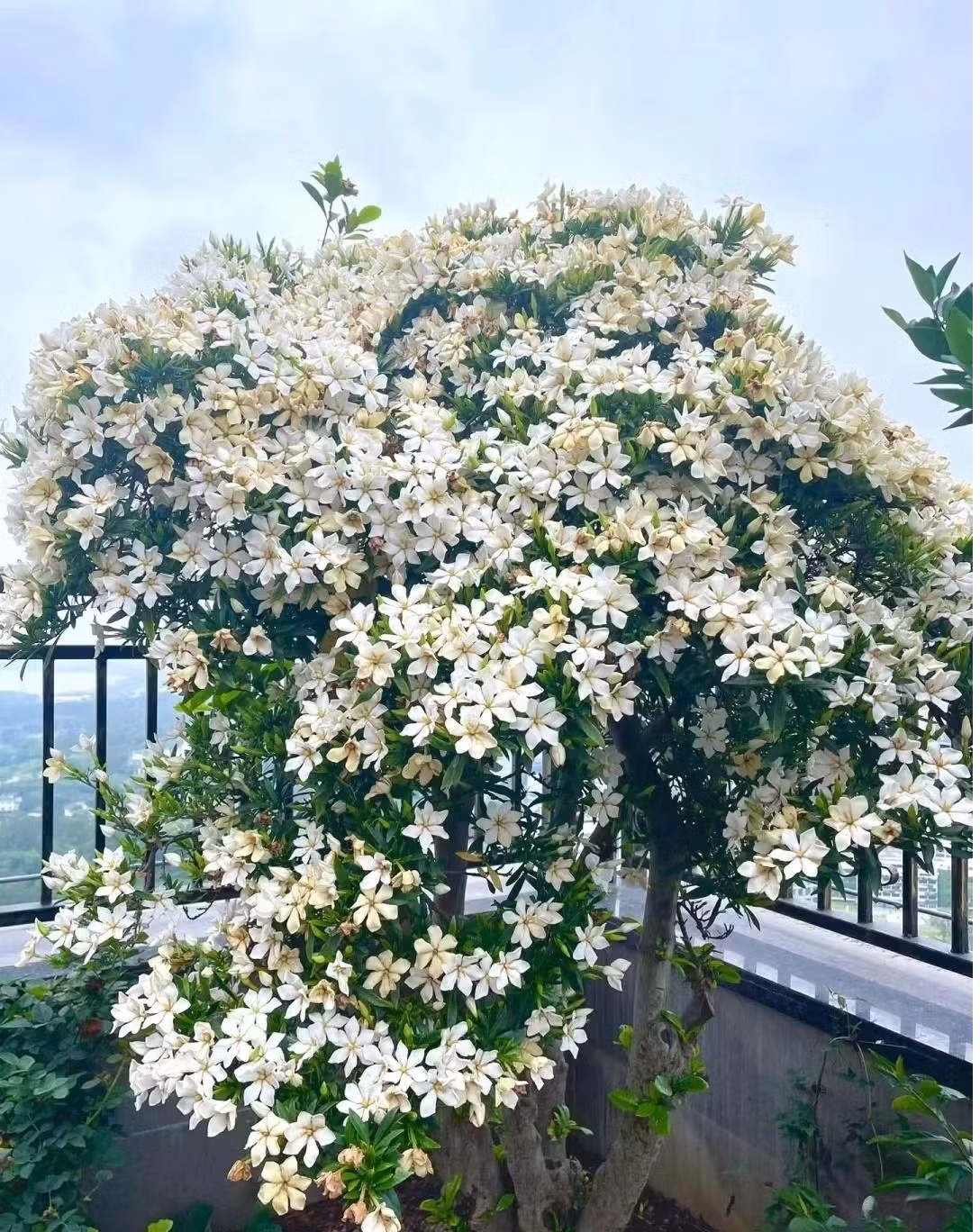 Dành dành hay còn được gọi là chi tử, bạch thiên hương, thuỷ hoàng chi, có tên tiếng Anh là Gardenia tiếng Tày). Loài hoa này thuộc họ Thiến Thảo (Rubiaceae), có nguồn gốc từ các vùng nhiệt đới và cận nhiệt đới trên thế giới.
