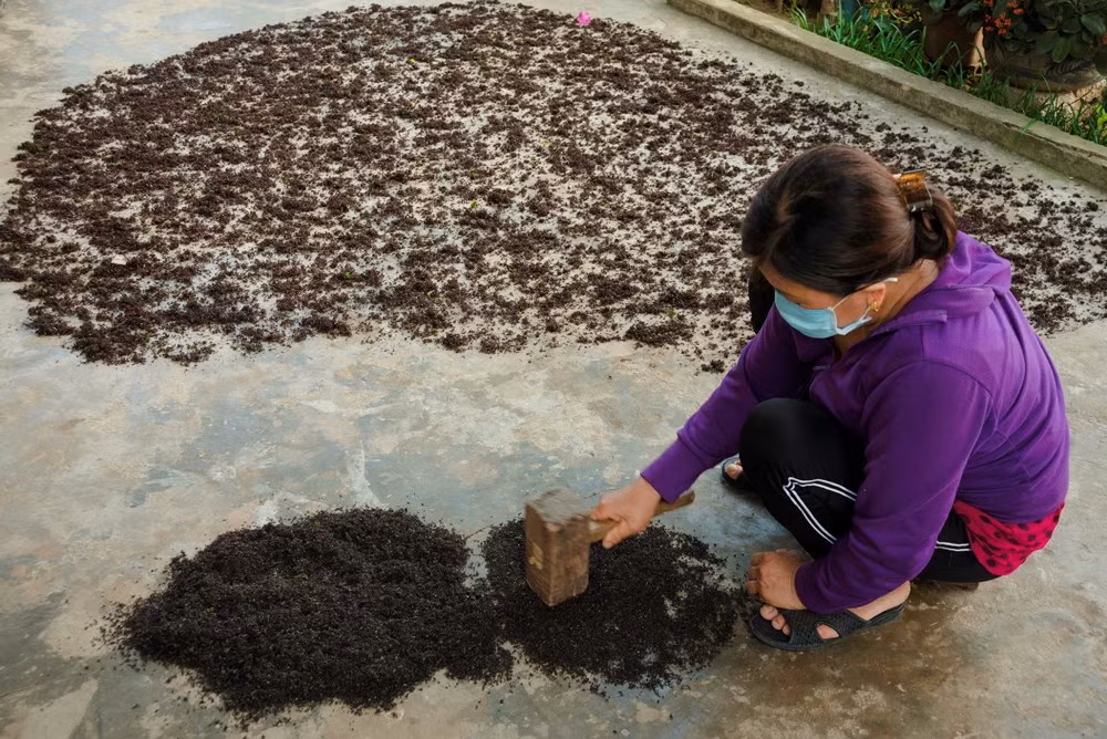 Những người phụ nữ tỉ mẩn sàng nhặt bằng hết các tạp chất lẫn trong rau rồi vò, đãi qua hàng chục lần nước.