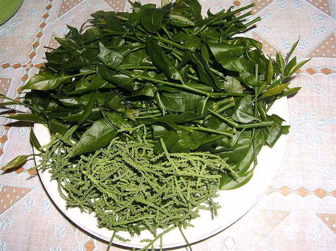 Rau ngót rừng: Đây loại rau rừng được bà con người dân tộc trên tỉnh Cao Bằng vào tận rừng hái, khác hoàn toàn với loại rau ngót rừng được người dân trồng. Loại rau này tuy đắt nhưng vẫn rất hút khách, nhất là giới nhà giàu sành ăn.