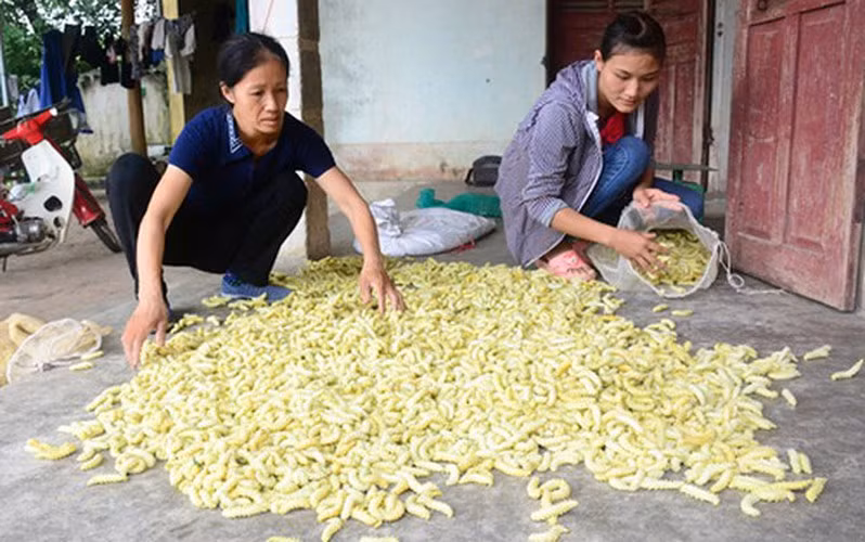 Tằm sắn có thể luộc lên rồi chấm mắm ớt ăn luôn, rất bùi hoặc rang với mỡ lợn hoặc thịt ba chỉ, phổ biến nhất là món tằm rang lá chanh. Gia vị không thể thiếu của món tằm là ớt và lá chanh.