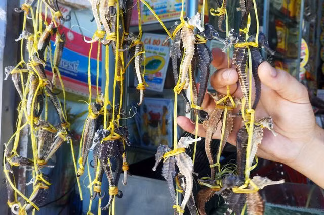 Cá ngựa (hải mã) theo Đông Y là một vị thuốc giúp điều trị các bệnh về xương khớp và sinh lý ở nam. Loài cá ngựa được ví như “thần dược” này có giá không hề rẻ, khoảng 100.000 đồng/con, khoảng 3-4 triệu đồng/kg cá tươi. Cá phơi khô sẽ được đóng gói và bán với giá khoảng 9 triệu đồng/kg. Ảnh: Internet.