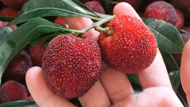 Cách ăn cũng khá giống dâu tằm, có thể ăn ngay hoặc ngâm với đường làm siro để giải khát mùa hè vào những ngày nắng nóng của tháng 7-8.