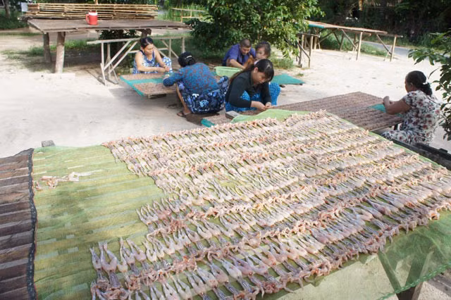 Công đoạn phơi khô nhái rất công phu vì phải sắp xếp từng con ngay ngắn giống như tạo hình để khi nhái khô lại thì mới “đạt chuẩn vũ nữ chân dài”.