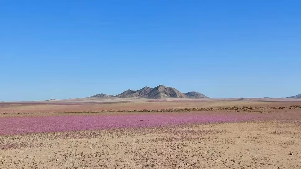 Hai loài hoa đầu tiên nở rộ ở sa mạc Atacama là: "pata de guanaco" (Cistanthe grandiflora ) với những bông hoa màu đỏ tươi và Nolana baccata có hoa màu trắng.