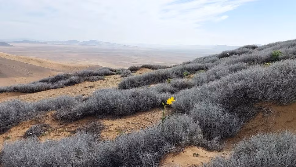 Disierto Florida (Sa mạc nở hoa) thường xảy ra ở sa mạc Atacama vào mùa Xuân (tháng 9 - 10). Hiện tượng này thường xảy ra vài năm một lần.