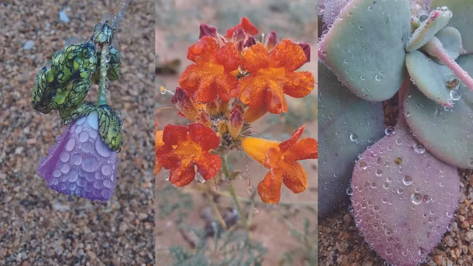 Lần đầu tiên sau 10 năm, thực vật ở sa mạc Atacama nở hoa vào mùa Đông. Theo đó, một số loài hoa khoe sắc trắng, tím... bao phù một phần sa mạc khô cằn này. Nhà sinh thái học María Fernanda Pérez nhận định "vùng đất khô cằn ẩn chứa một kho báu" sau khi chứng kiến các loài hoa đua nở ở Atacama.