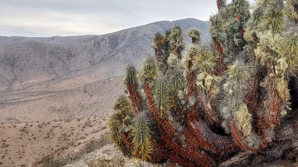 Việc các loài hoa ở sa mạc Atacama đua nở vào vào mùa Đông lần này được cho là do lượng mưa tăng lên đáng kể liên quan tới El Nino - hiện tượng khí hậu tự nhiên ảnh hưởng đến thời tiết toàn cầu bằng cách làm tăng nhiệt độ khu vực và thúc đẩy sự bốc hơi nhiều hơn.
