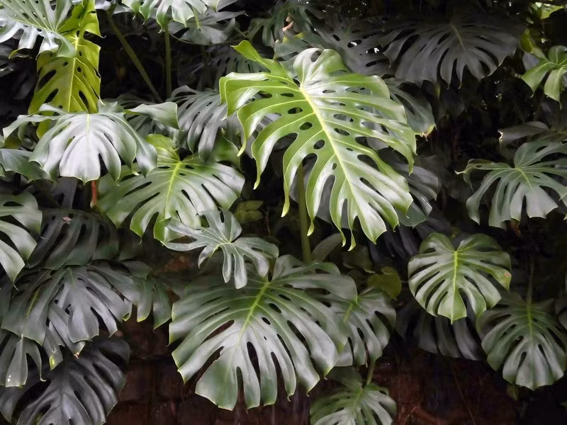 Monstera deliciosa được các thổ dân châu Mỹ phát hiện và trồng để cung cấp lương thực chính trong mùa hè