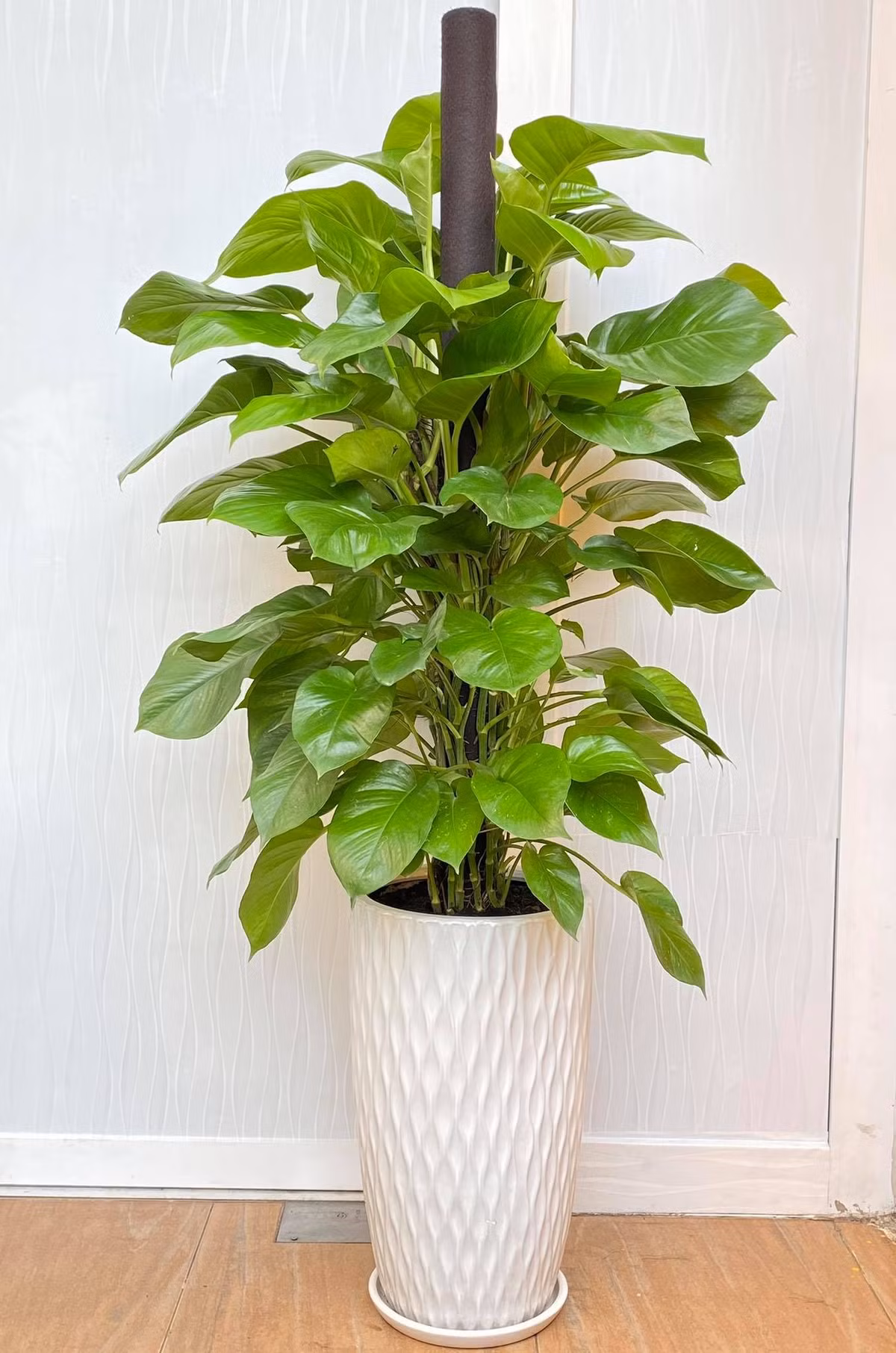 Với hình dáng mềm mại, uyển chuyển nên cây trầu bà cũng tượng trưng cho sự nỗ lực, không ngừng vươn lên trong sự nghiệp. Vì vậy, nhiều người bày trí loại cây phong thủy này ở trong bàn làm việc, góc phòng hay ban công.