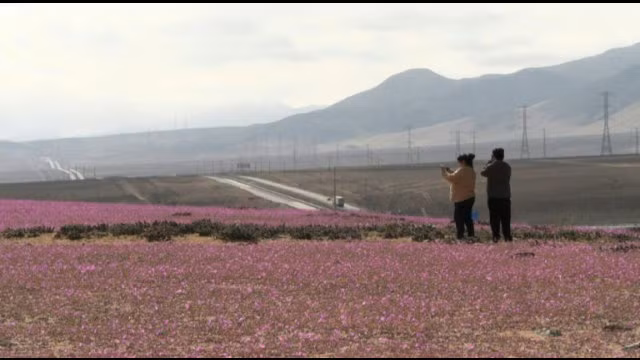 Dù không nằm ở vùng cực khô cằn nhất hành tinh nhưng một số nơi tại Atacama chỉ nhận được 1 - 3 mm mưa mỗi năm. Điều này không thể ngăn các loài thực vật phát triển mạnh mẽ.