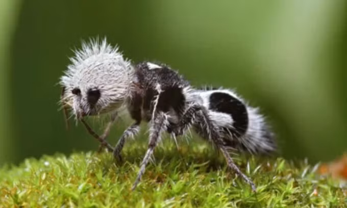 Kiến gấu trúc (Euspinolia militaris) phân bố chủ yếu ở Chile. Chúng chuyên ăn mật hoa và côn trùng nhỏ. Mặc dù tên gọi là kiến nhưng chúng thực chất là một loài ong bắp cày thuộc họ Mutillidae.