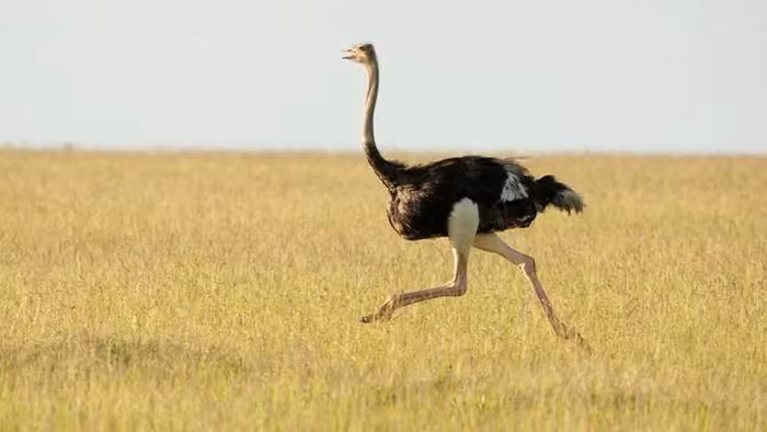 Đà điểu (Struthio camelus) là loài chim lớn nhất trên Trái đất hiện nay và là loài chim nhanh nhất trên mặt đất vì chúng không bay. Theo Sở thú San Diego, đà điểu sử dụng đôi chân dài và khỏe mạnh của mình để chạy tới 43 dặm/h (70 km/h) trong thời gian ngắn.