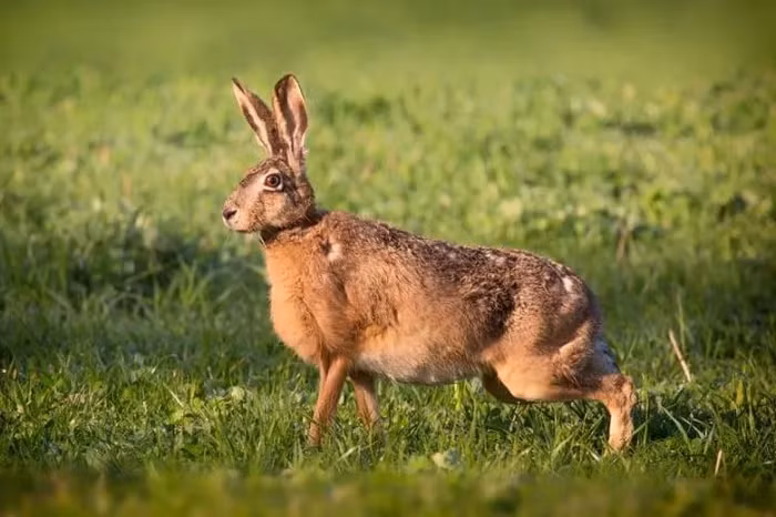 Thỏ nâu (Brown Hare): Tuy có chiều dài tối đa 53 cm cùng trọng lượng chỉ 3,8 kg nhưng thỏ nâu có thể “phi nước đại” với vận tốc 77 km/h.