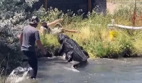 Video: Thấy người cho ăn bị trượt chân, cá sấu nặng 270kg chồm tới Video: Thay nguoi cho an bi truot chan, ca sau nang 270kg chom toi