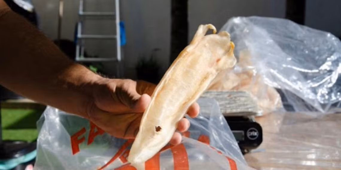 Bong bóng cá xa xỉ thúc đẩy ngành công nghiệp triệu đô ở Uganda Bong bong ca xa xi thuc day nganh cong nghiep trieu do o Uganda