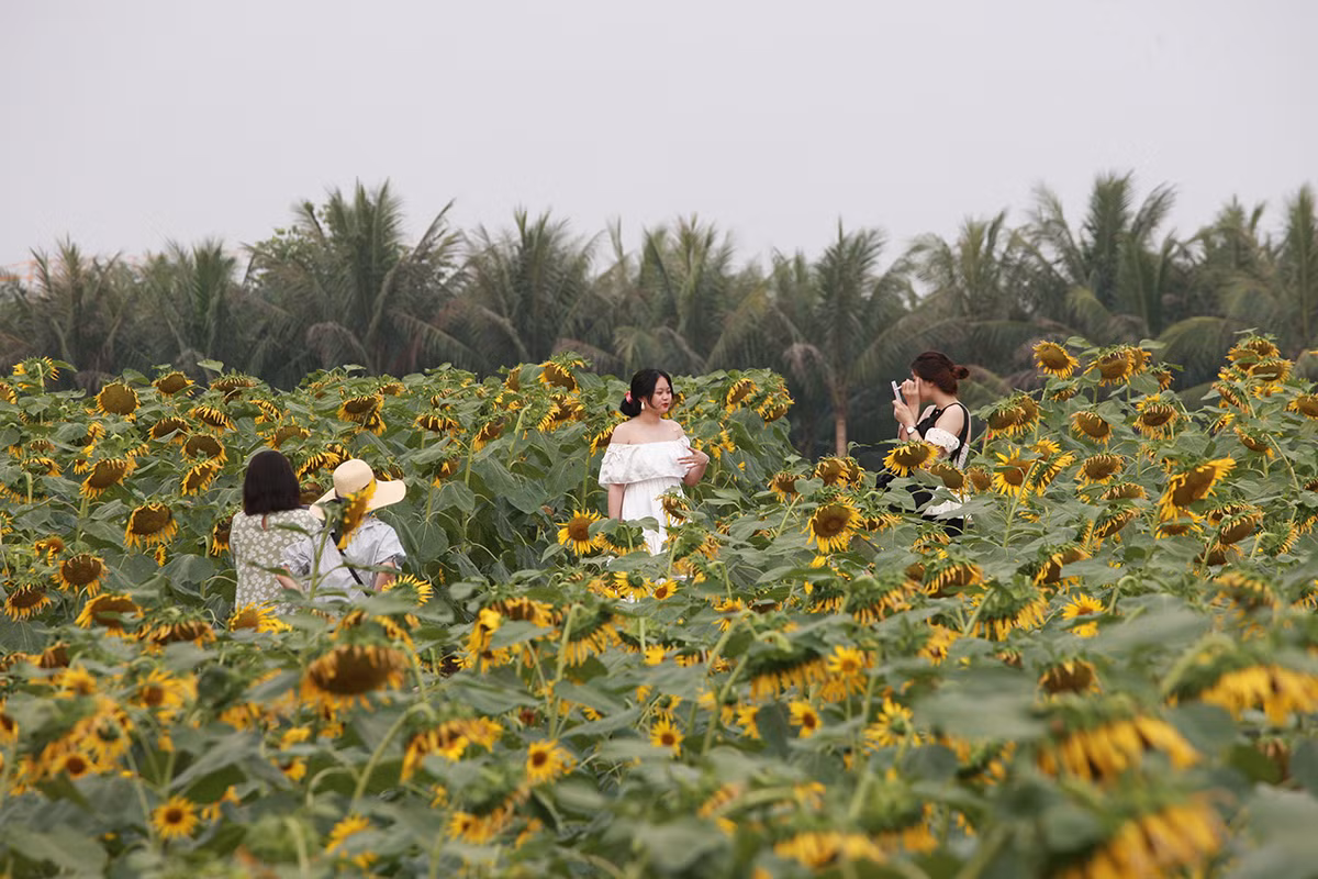 Tại Hà Nội rất hiếm những vườn hoa hướng dương có diện tích rộng và thiết kế đẹp mắt như thế này.