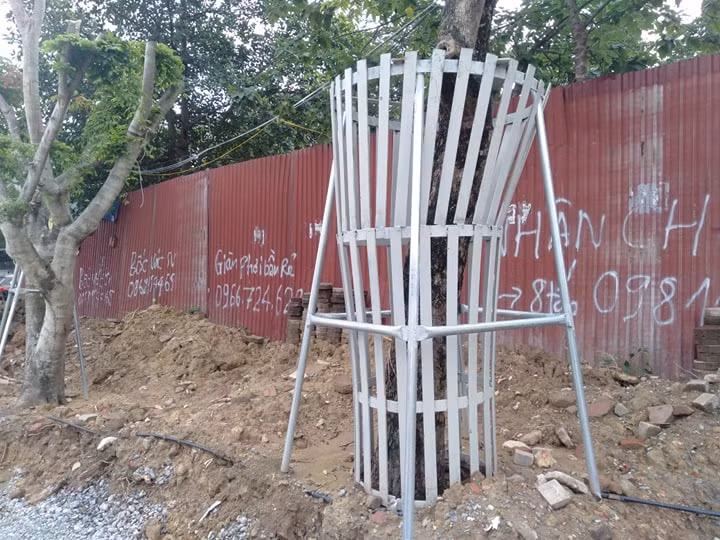Đồng thời lên phương án tổ chức cắt cành, tỉa ngọn đảm bảo cây sinh trưởng tốt, hợp mỹ quan sau khi di chuyển.