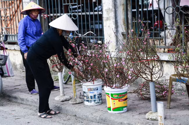 Đào nở sớm, người dân rủ nhau mua về chơi Tết Dương lịch - Hình 6 Dao no som, nguoi dan ru nhau mua ve choi Tet Duong lich-Hinh-6