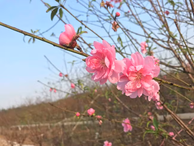 Đào nở sớm, người dân rủ nhau mua về chơi Tết Dương lịch - Hình 11 Dao no som, nguoi dan ru nhau mua ve choi Tet Duong lich-Hinh-11